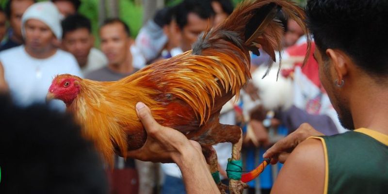 Đá Gà Cựa Dao